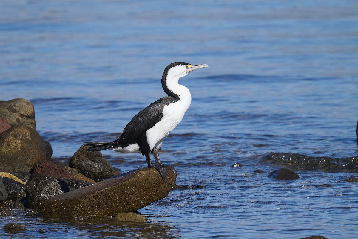 Cormorán Pío - ML620293867