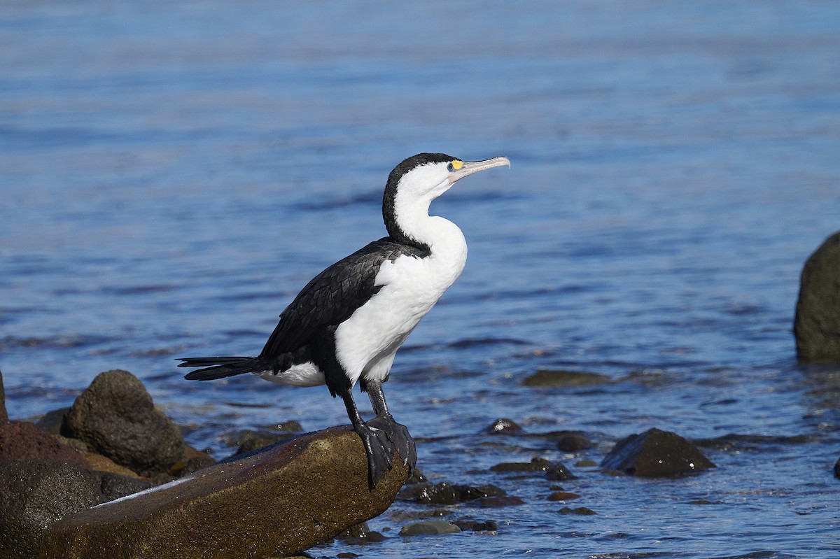 Pied Cormorant - ML620293868