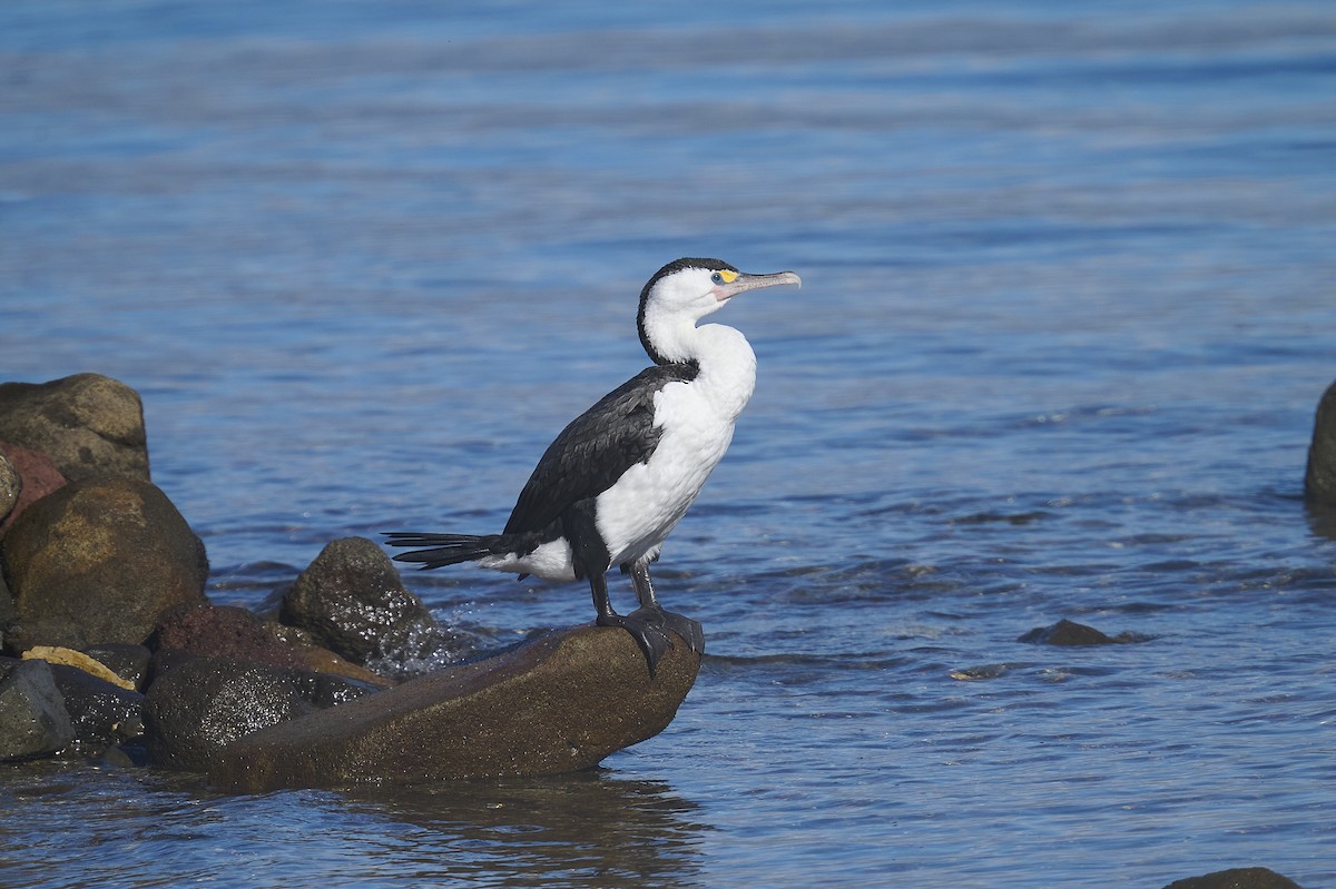 Cormoran varié - ML620293869