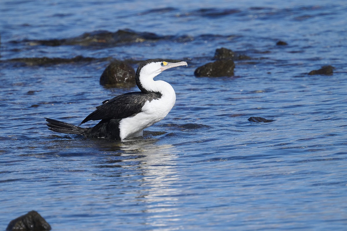 Cormoran varié - ML620293870