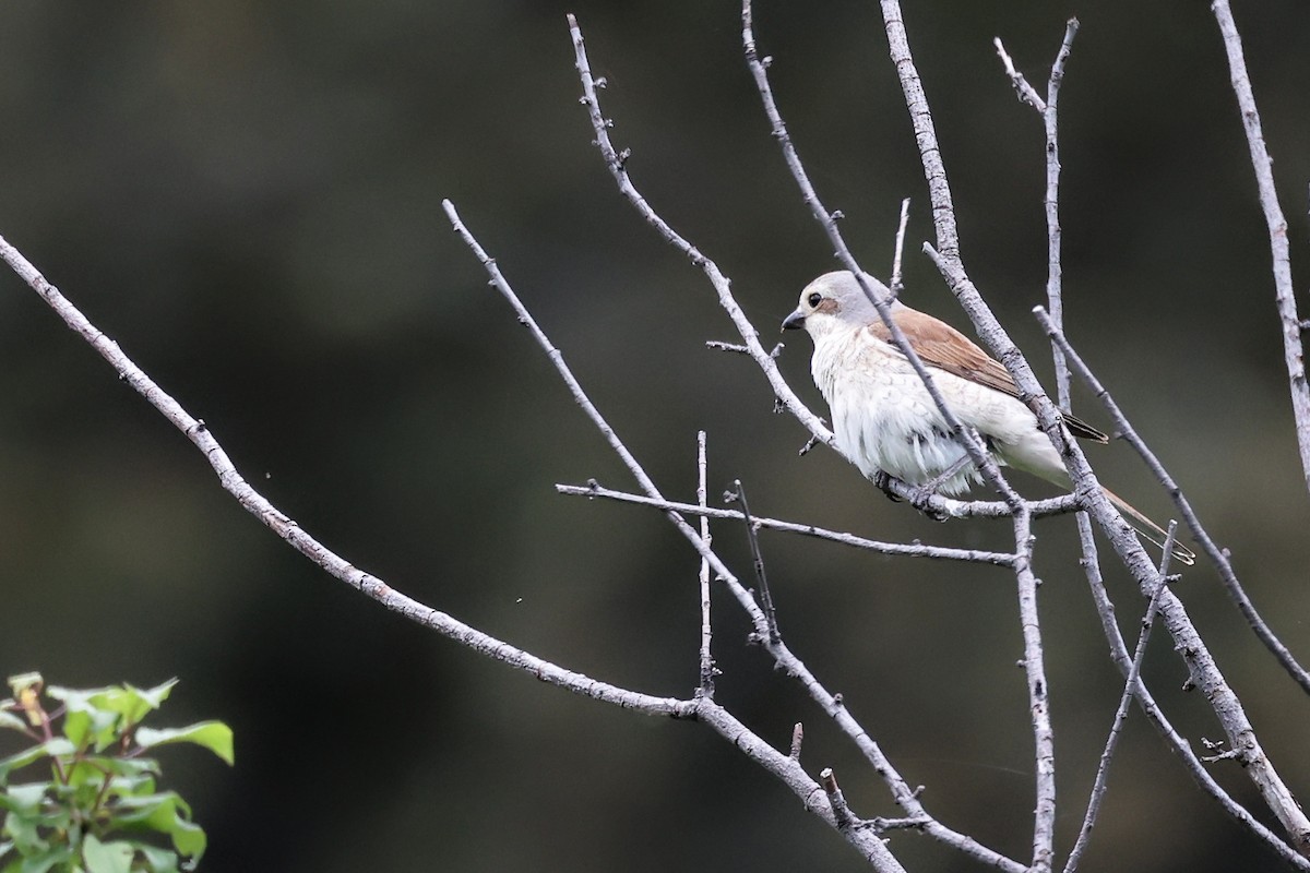 Red-backed Shrike - ML620293872