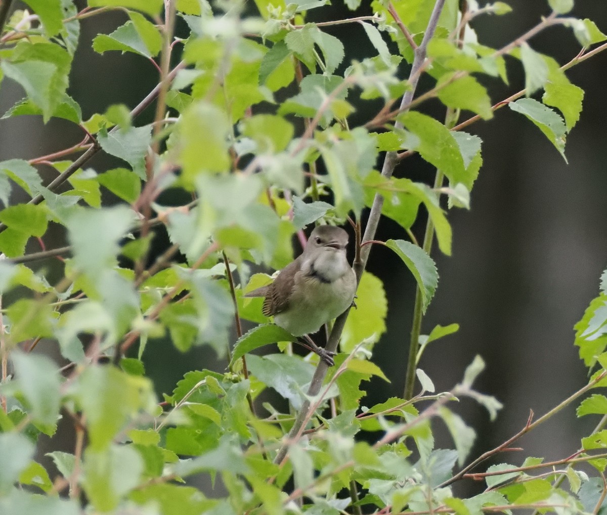 Garden Warbler - James Tatlow