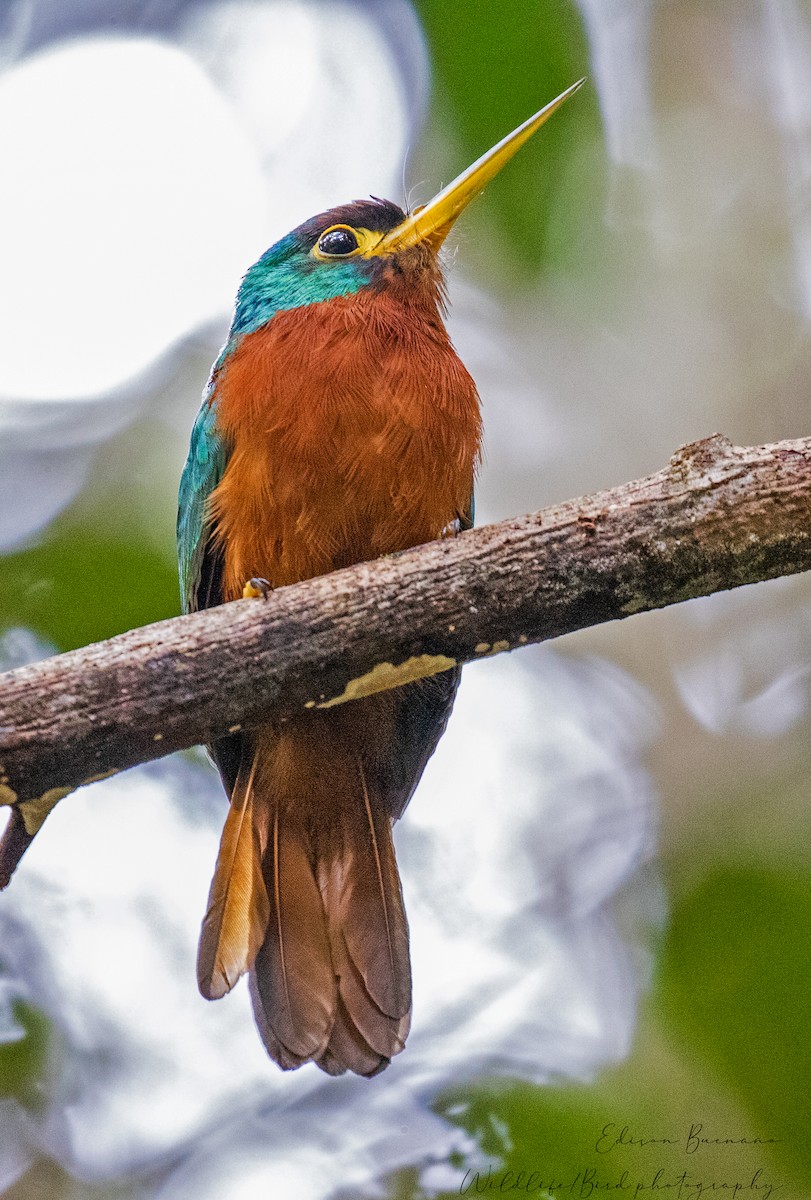 Yellow-billed Jacamar - ML620293879