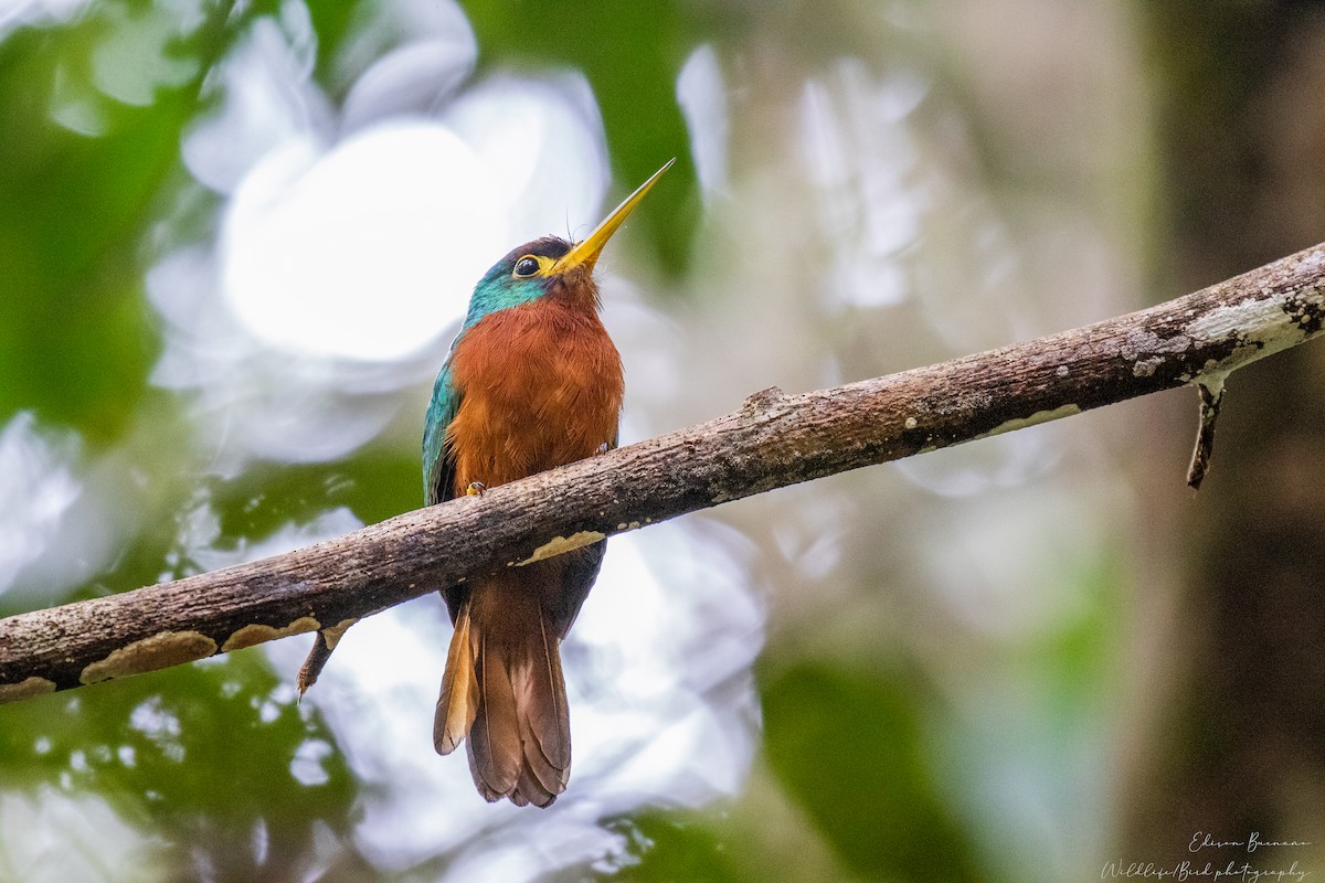 Jacamar à bec jaune - ML620293880