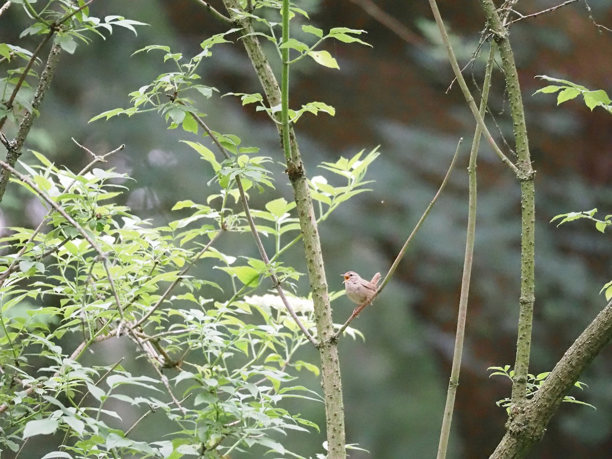 Eurasian Wren - ML620293882