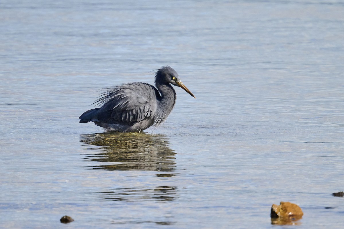 Pacific Reef-Heron - ML620293890