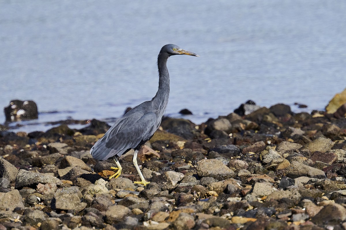 Pacific Reef-Heron - ML620293891