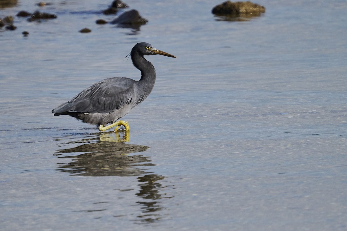 Pacific Reef-Heron - ML620293892