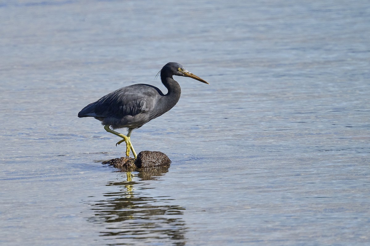 Pacific Reef-Heron - ML620293893