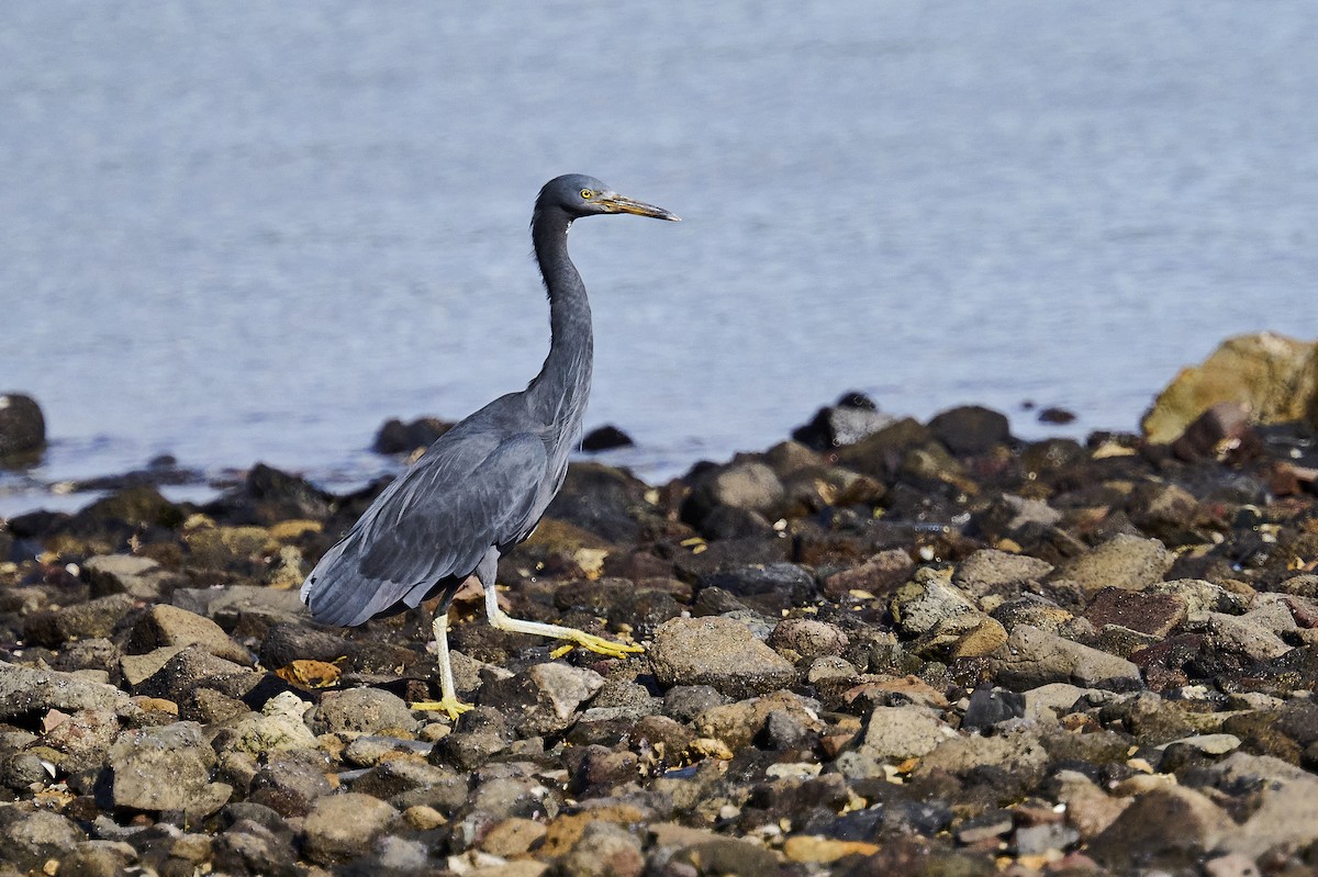 Pacific Reef-Heron - ML620293894