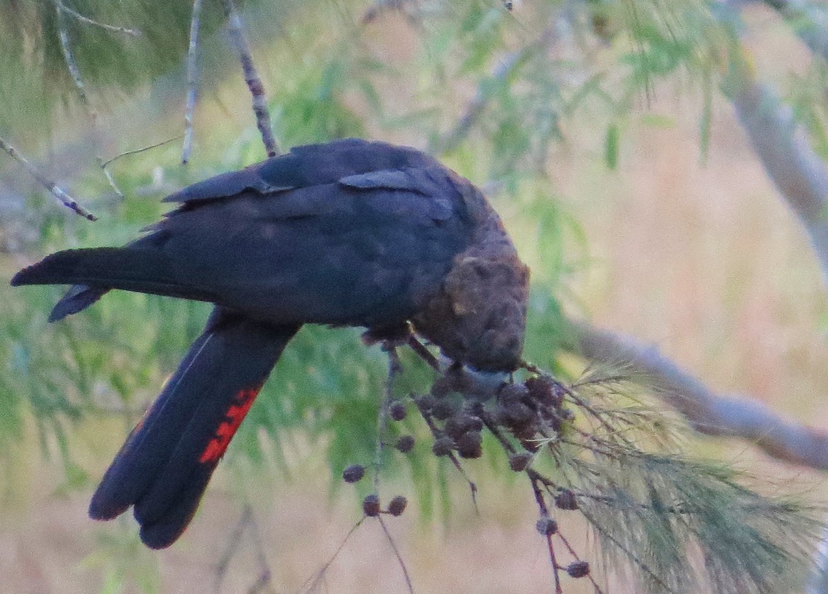 Glossy Black-Cockatoo - ML620293896