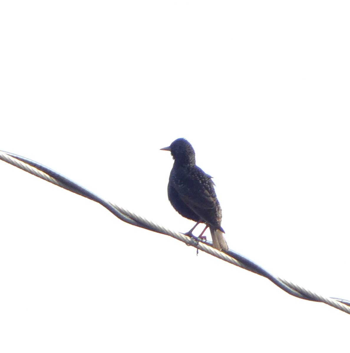 European Starling - ML620293906