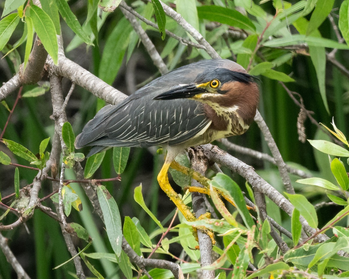 Green Heron - ML620293911