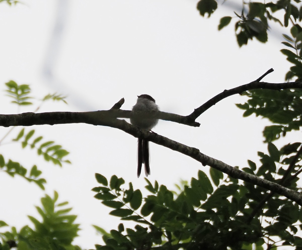 Long-tailed Tit - ML620293917