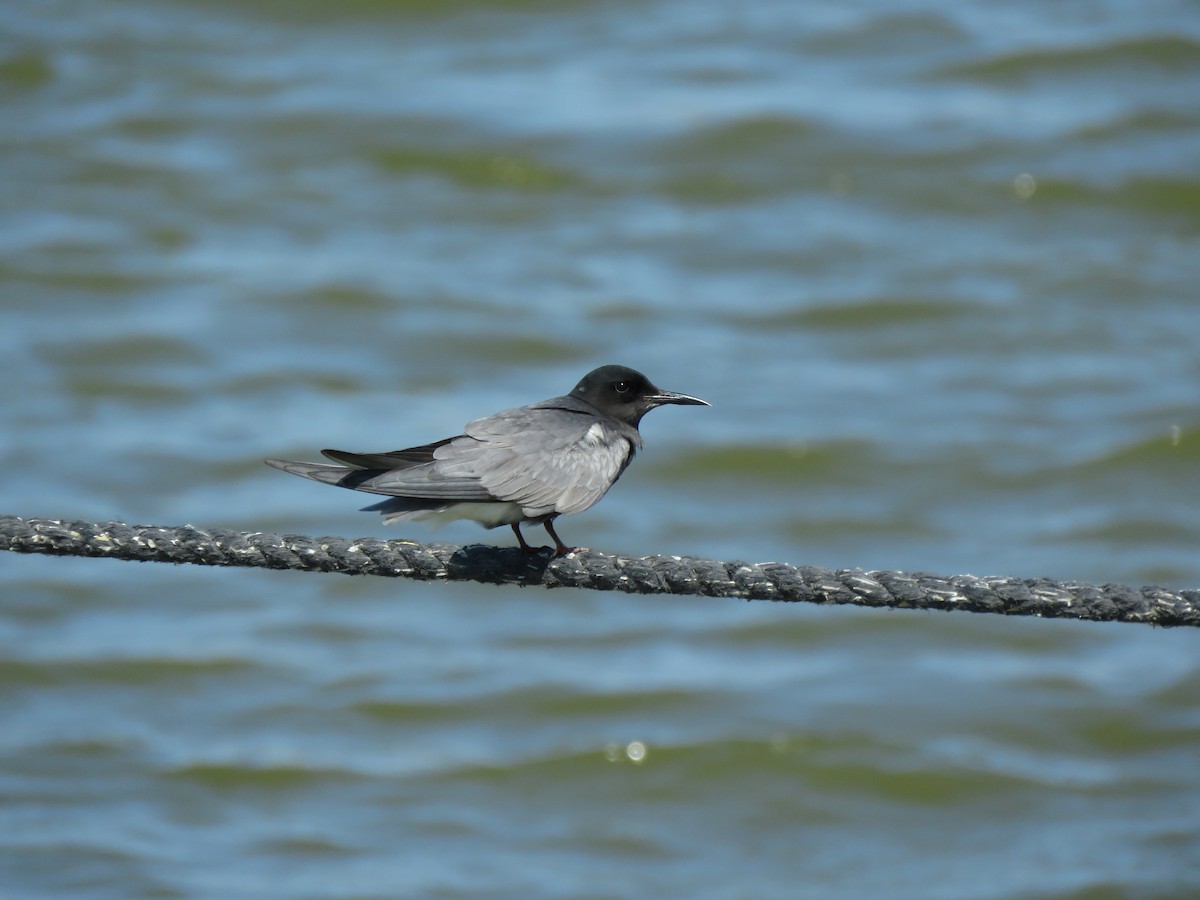 Black Tern - ML620293918