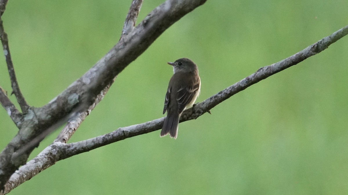 Alder Flycatcher - Paul Gössinger