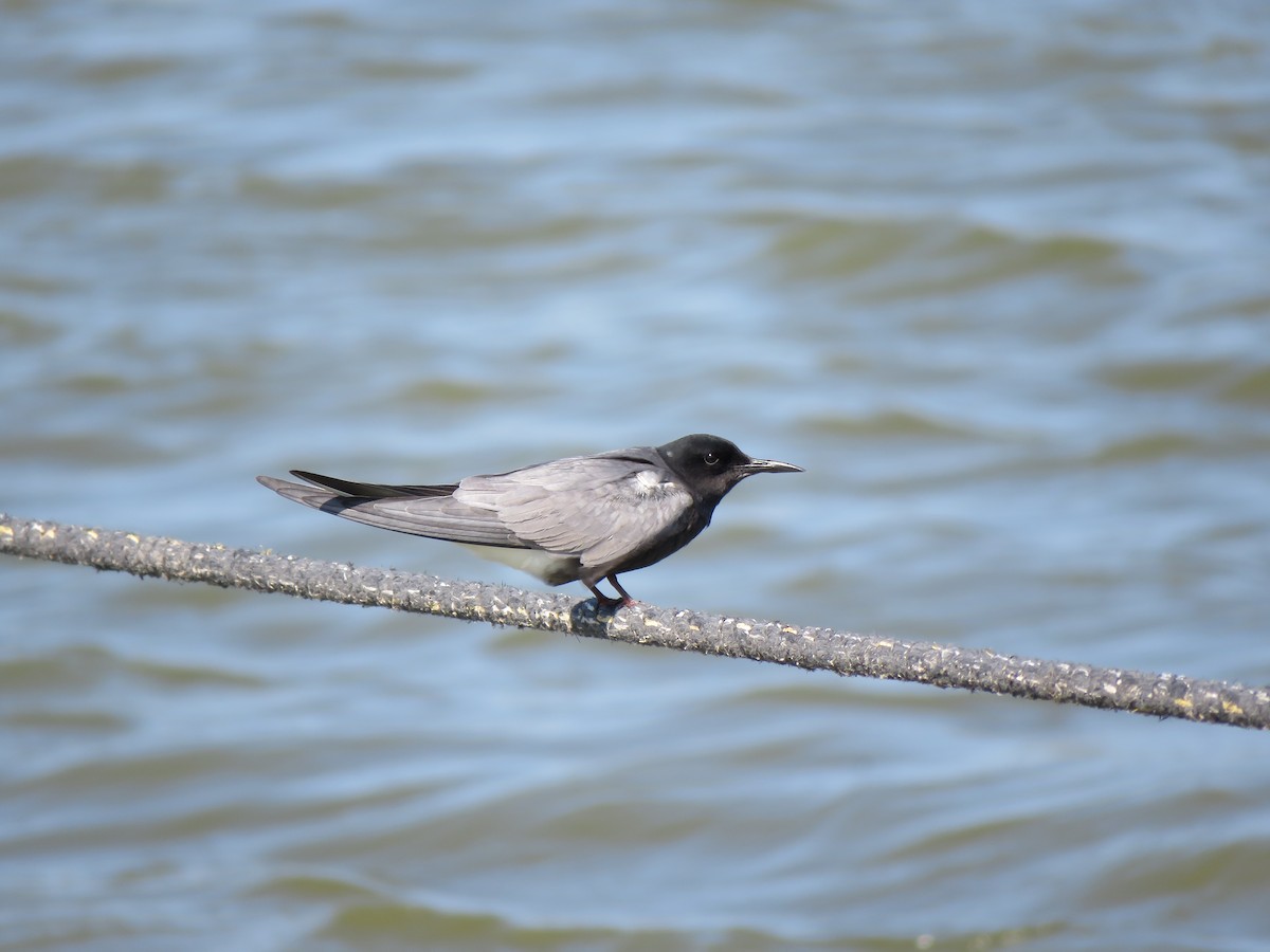 Black Tern - ML620293923