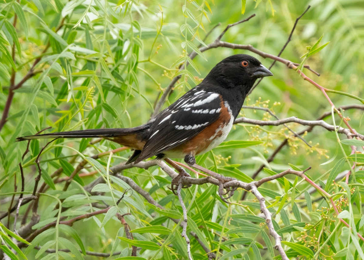 Spotted Towhee - ML620293924