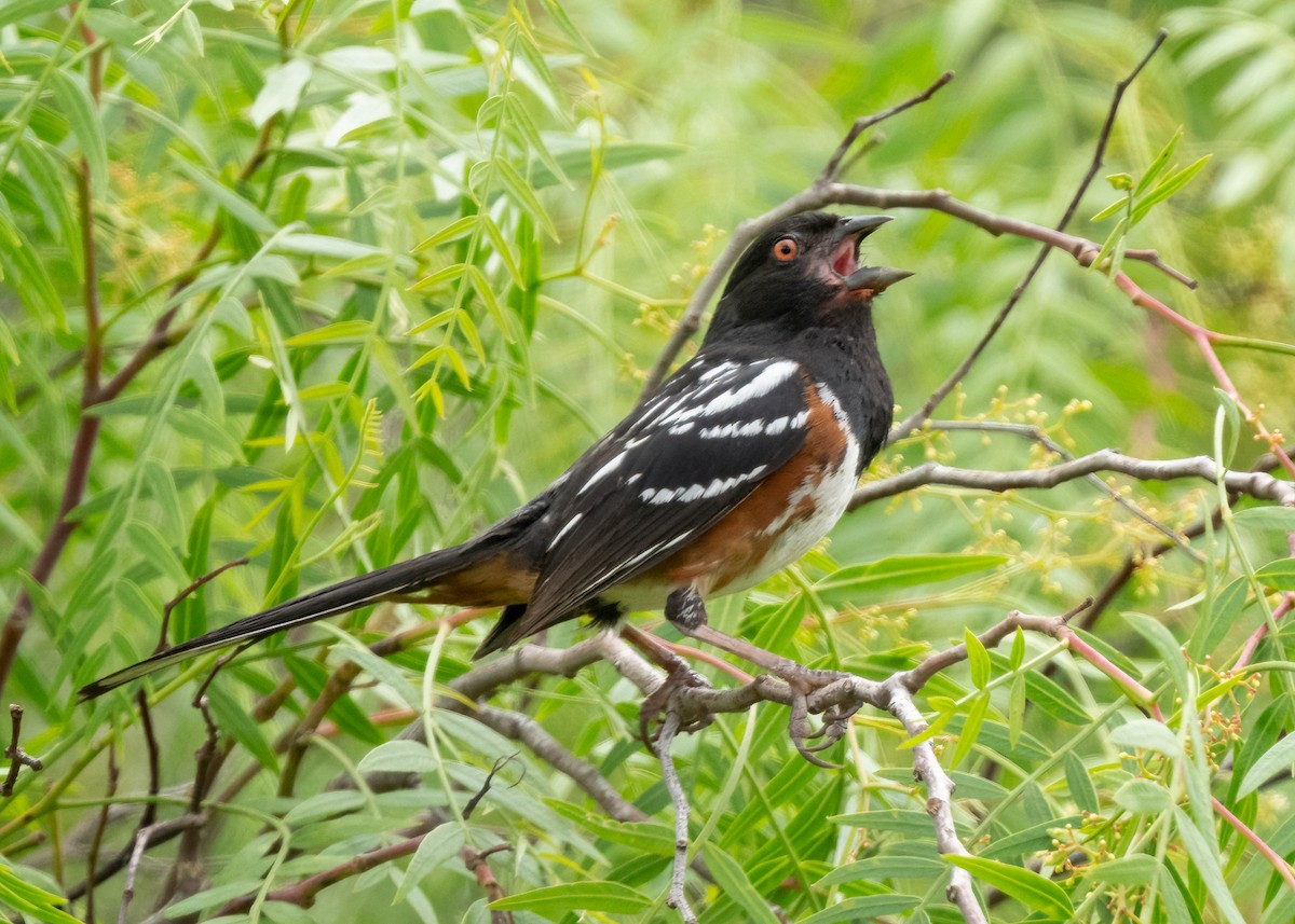 Spotted Towhee - ML620293925