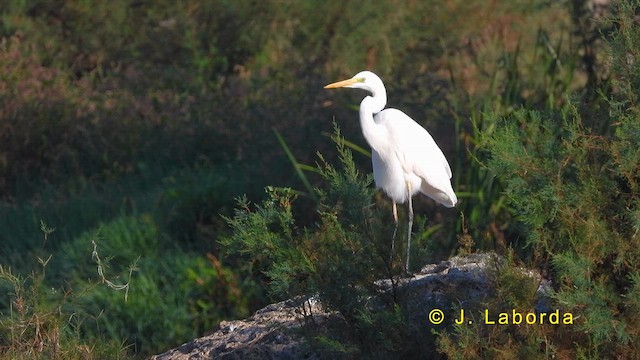 Great Egret - ML620293926