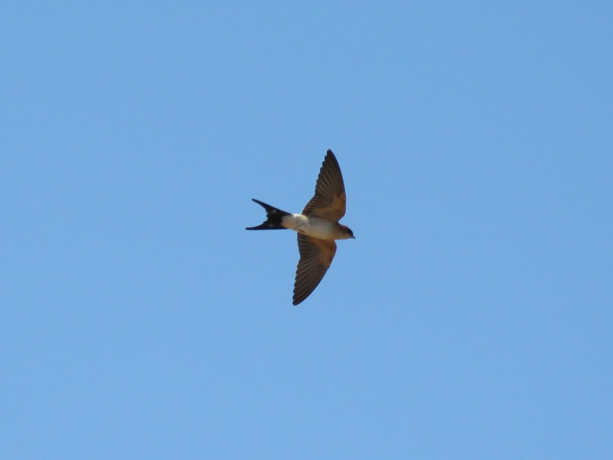 Red-rumped Swallow - ML620293931
