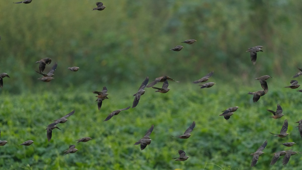 Chestnut-tailed Starling - ML620293938