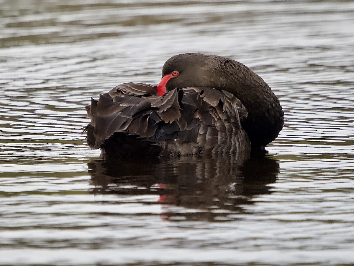 Black Swan - ML620293939