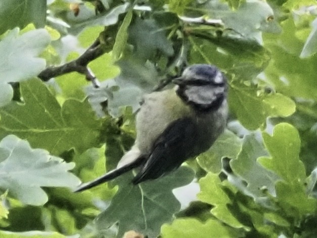 Eurasian Blue Tit - James Tatlow