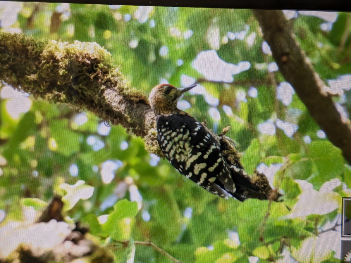 Rufous-bellied Woodpecker - ML620293946