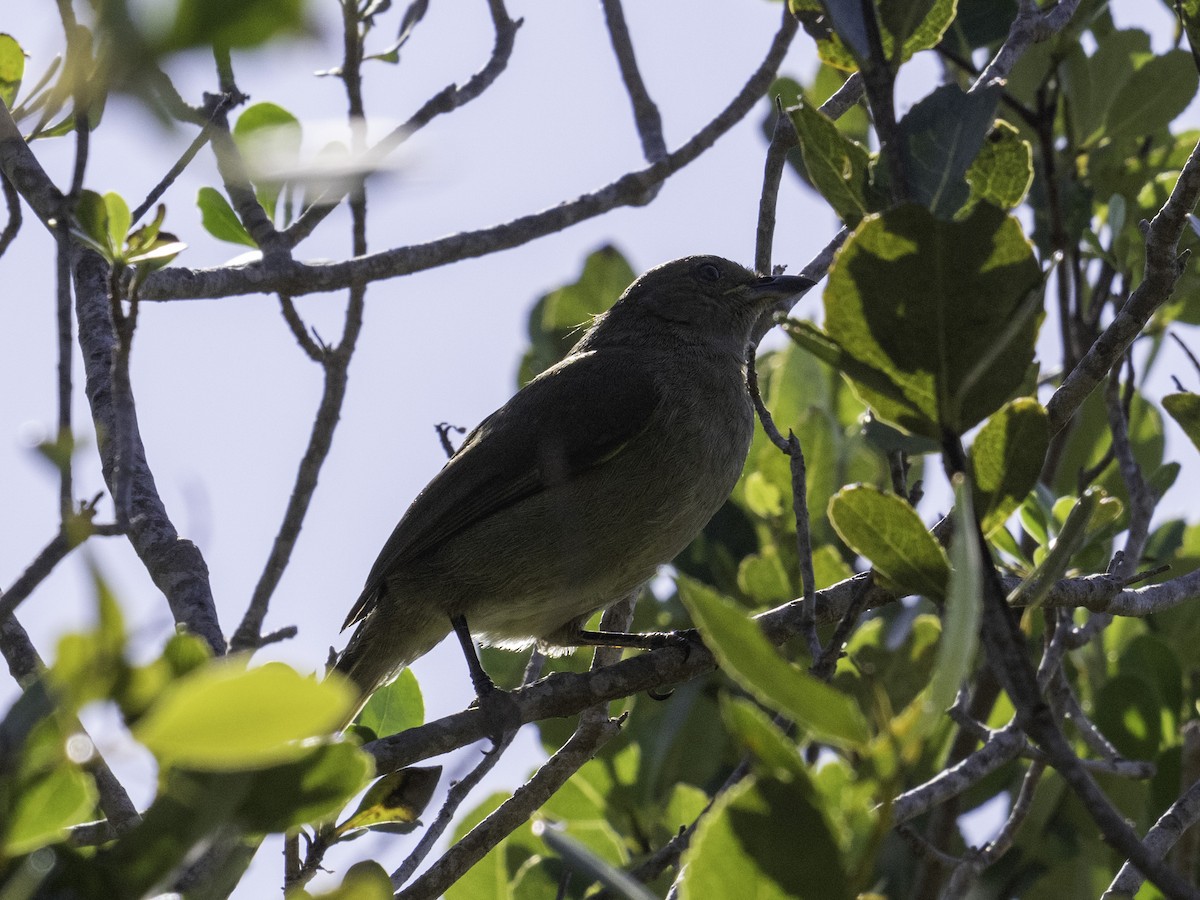 Sombre Greenbul - ML620293949