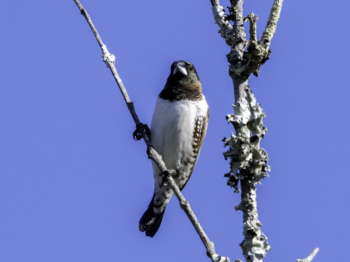 Kleinelsterchen - ML620293951