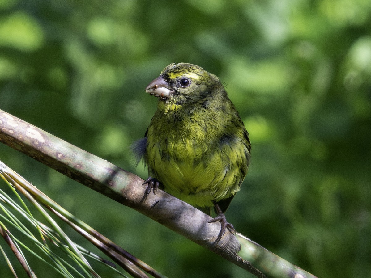 Forest Canary - ML620293952