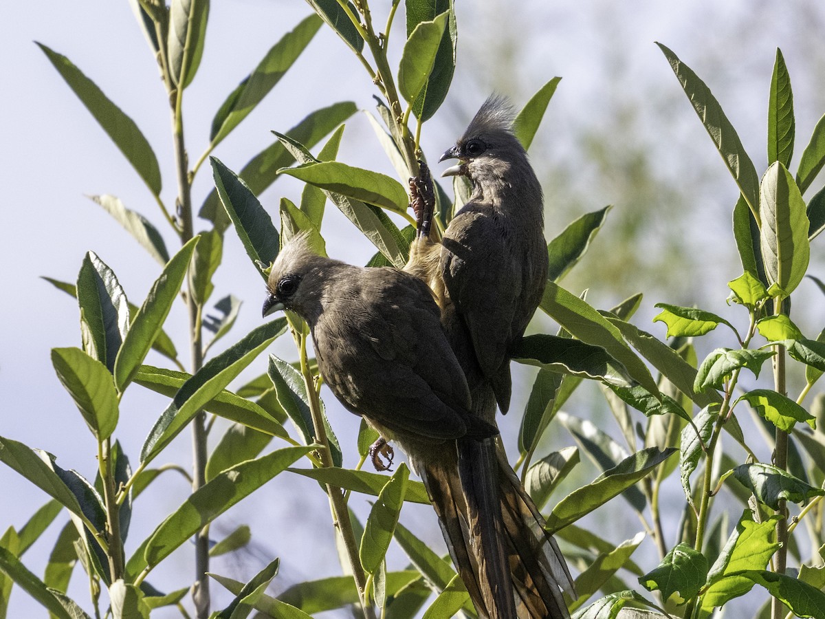 Speckled Mousebird - ML620293957