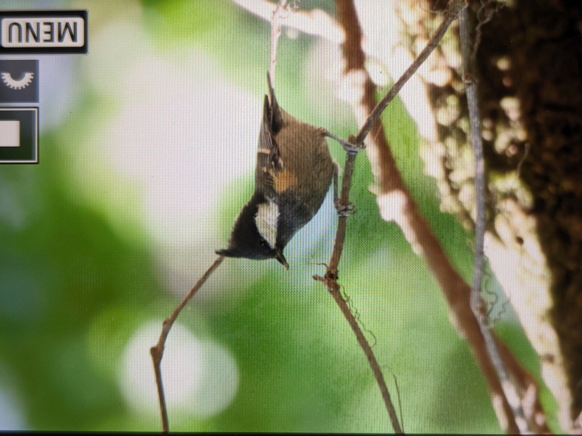 Coal Tit - ML620293958