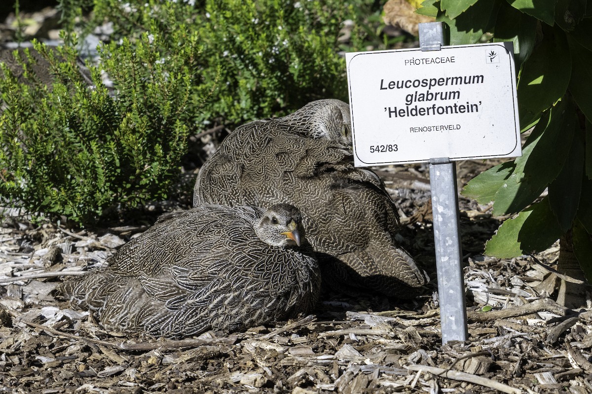 Cape Spurfowl - ML620293959