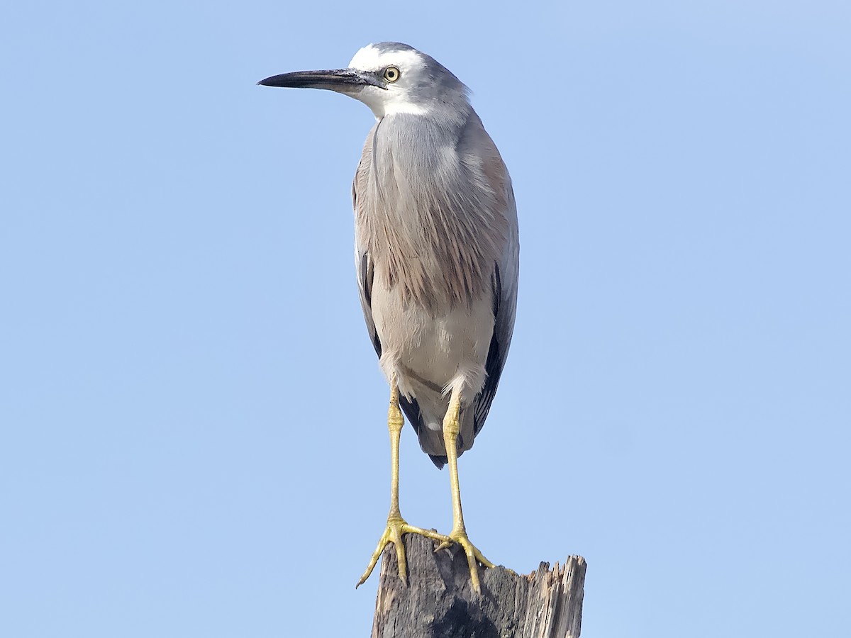 White-faced Heron - ML620293960