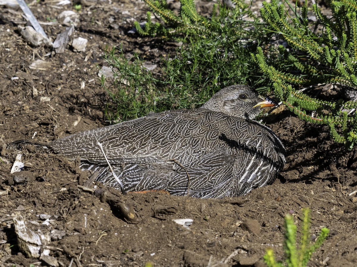 Cape Spurfowl - ML620293961