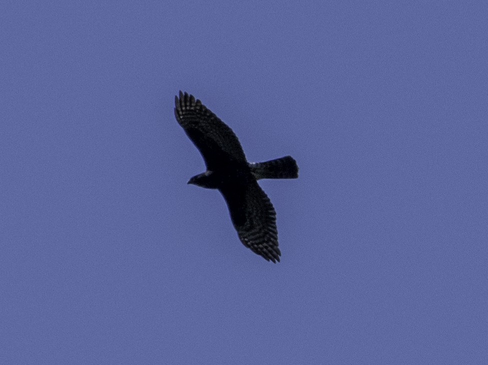 Black Goshawk - ML620293964