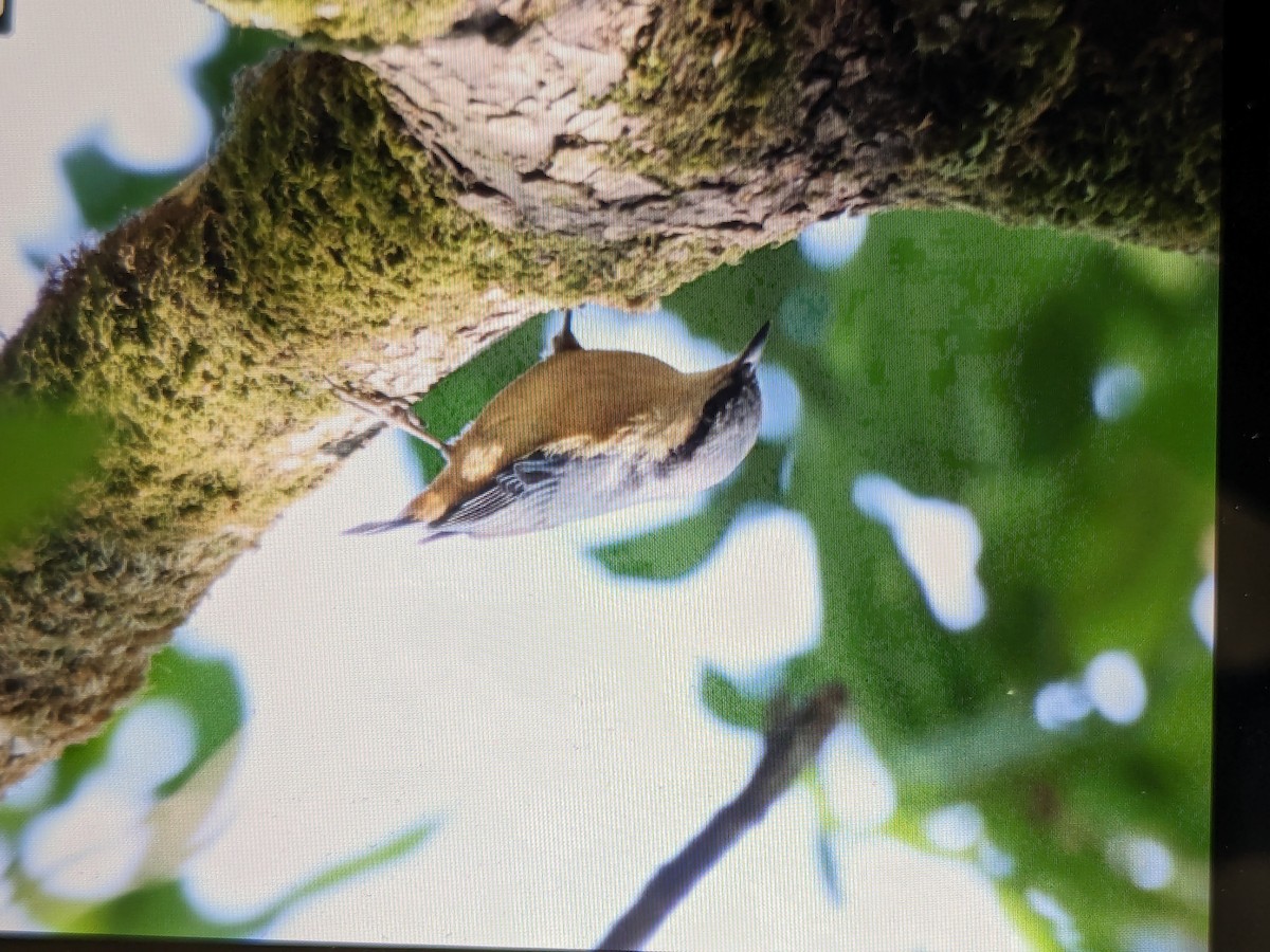 White-tailed Nuthatch - ML620293965