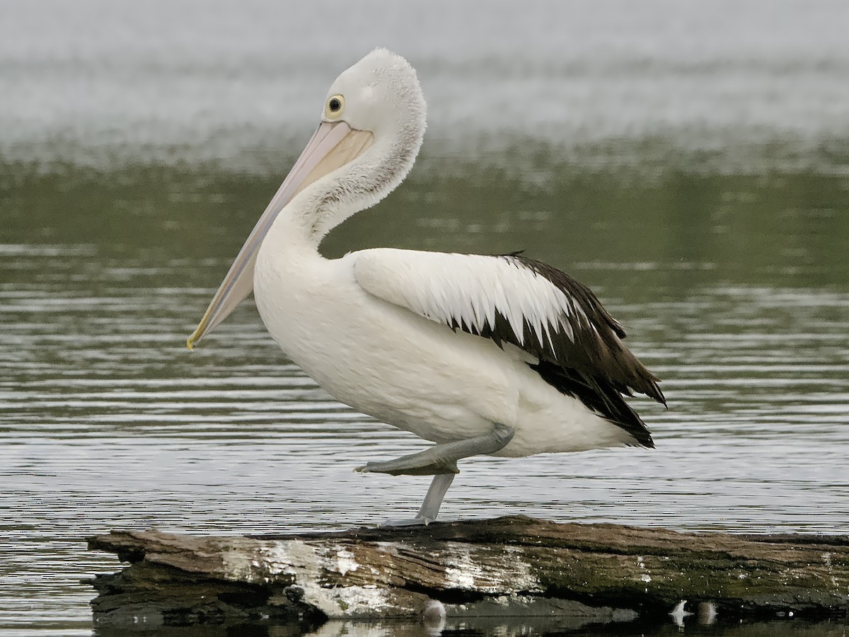 Australian Pelican - ML620293967