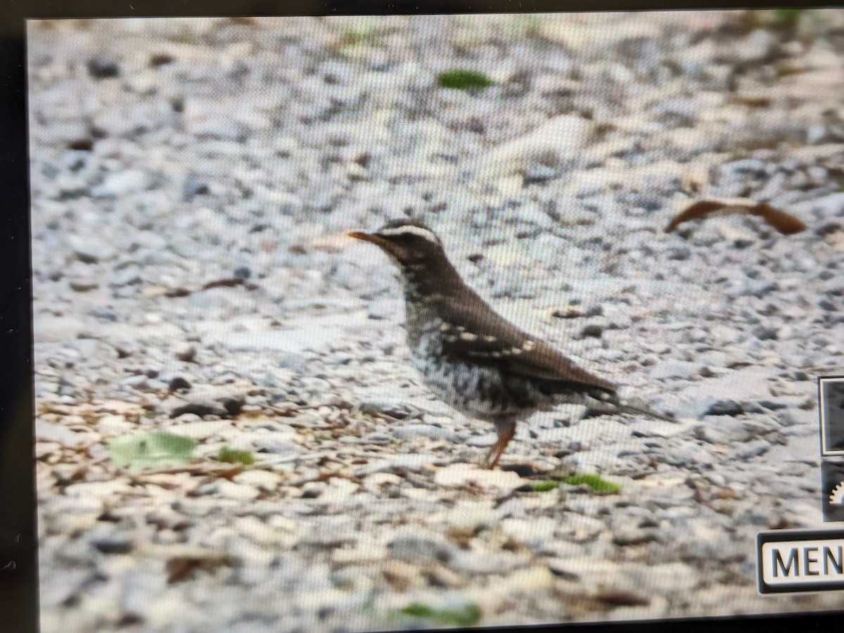 Pied Thrush - ML620293969