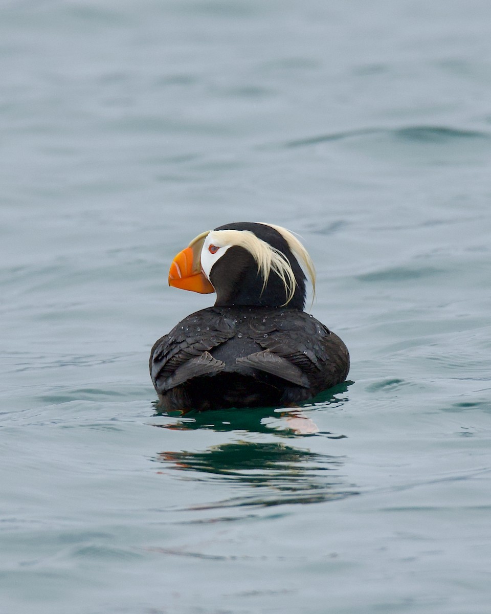 Tufted Puffin - ML620293970