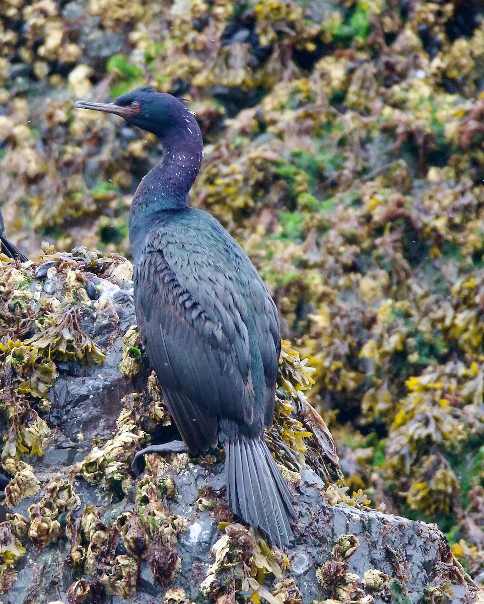 Pelagic Cormorant - ML620293972