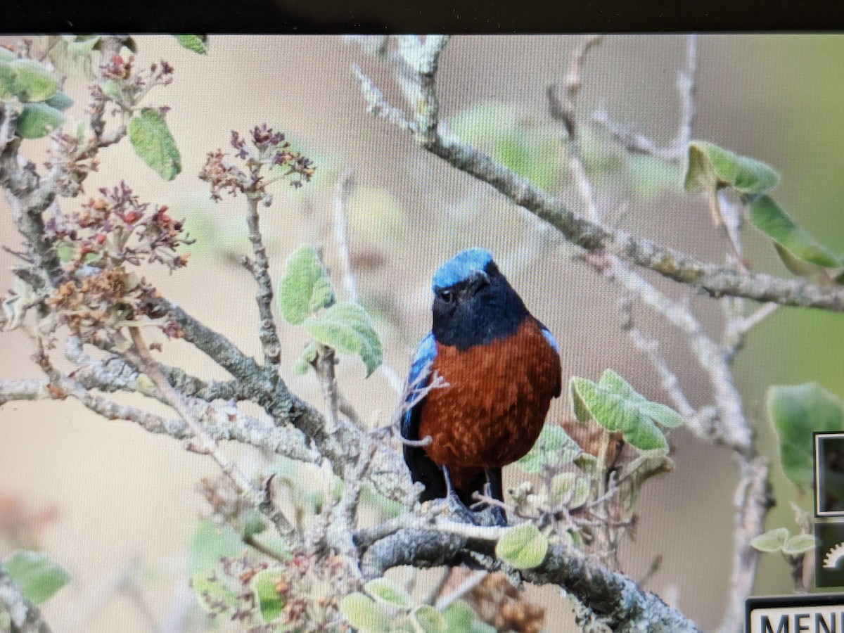 Chestnut-bellied Rock-Thrush - ML620293974