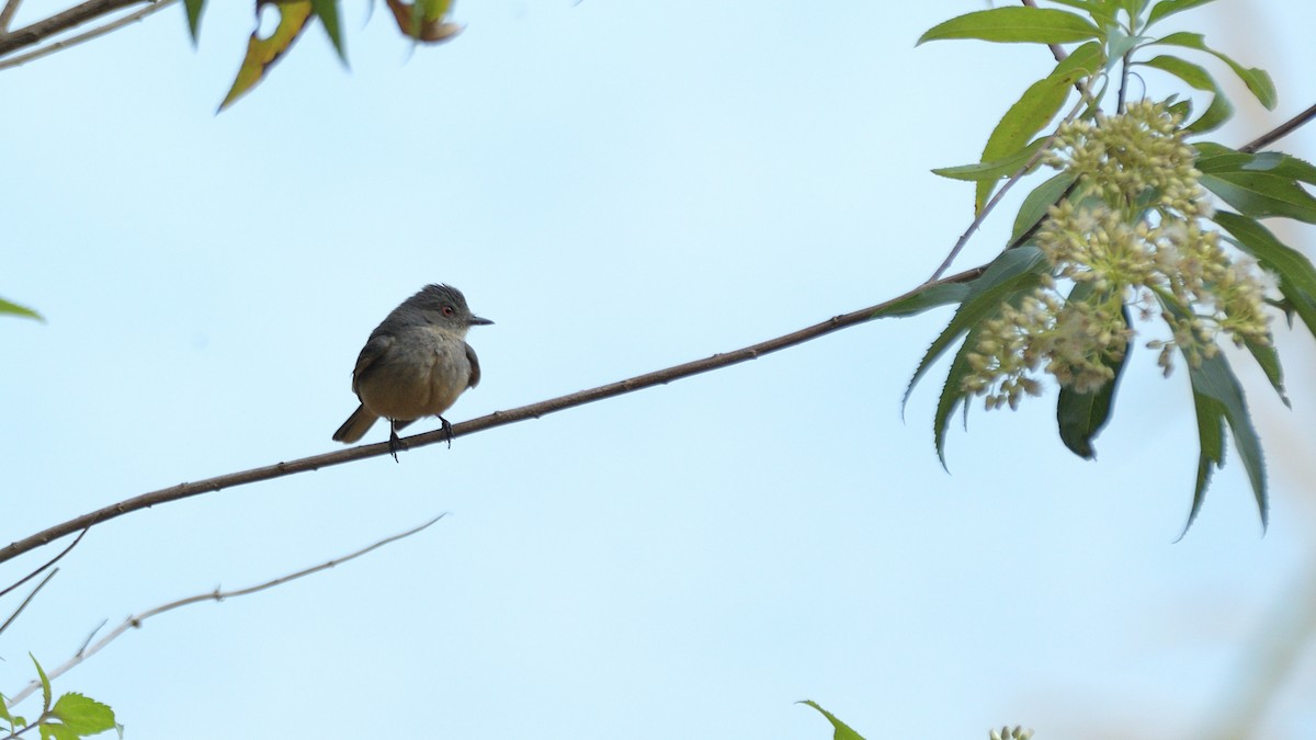 Rufous-tailed Tyrant - ML620293976