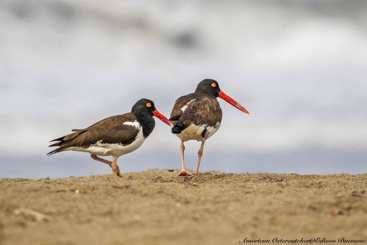 American Oystercatcher - ML620293977