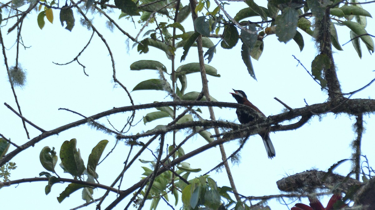 White-eared Solitaire - ML620293981