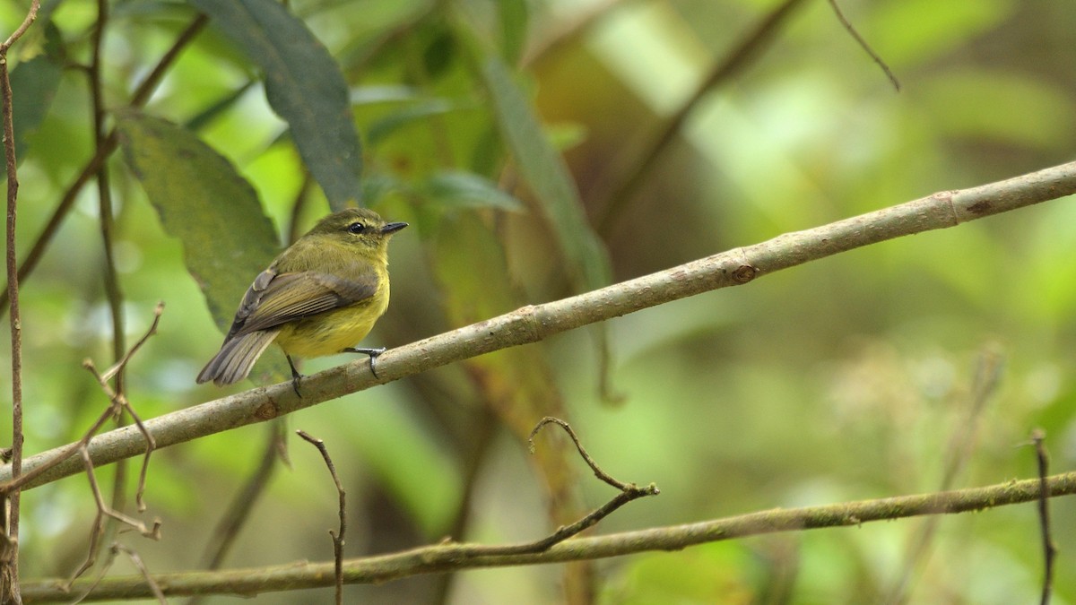 Flavescent Flycatcher - ML620293983