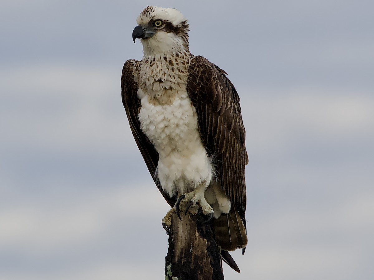 Águila Pescadora - ML620293986