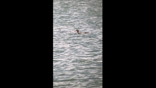 Red-breasted Merganser - ML620293988